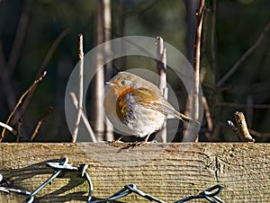 Robin, Erithacus rubecula, perched on a fence