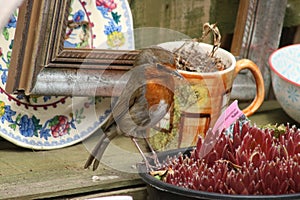 Robin, erithacus rubecula, perched on garden pot