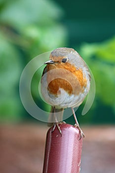 Robin, erithacus rubecula, perched on handle