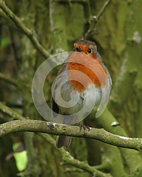 Robin, erithacus rubecula, perched in tree