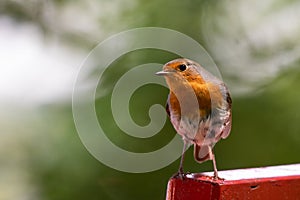 Robin, Erithacus rubecula on red bench