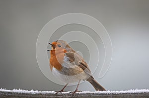 Robin, Erithacus rubecula, singing on a frosty fence.