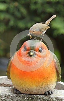 A Robin Erithacus rubecula sitting on the head of a large Robin garden ornament with food in its beak, which it wants to f