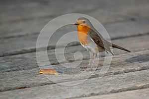 Robin Erithacus rubecula standing on the wooden floor in the park