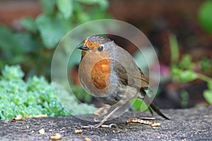 Robin, erithacus rubecula, stood on garden wall