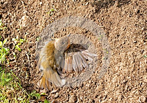 Robin, Erithacus rubecula sunning itself in the summer sun.