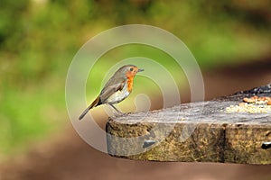 Robin erithacus rubecula, on table Sherwood forest