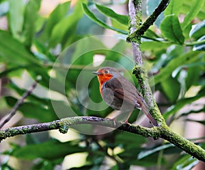 Robin (Erithacus rubecula) on a twig.