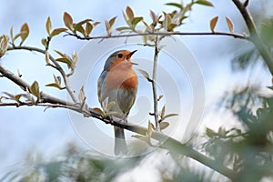 Robin (Erithacus rubecula).Wild bird in a natural habitat.