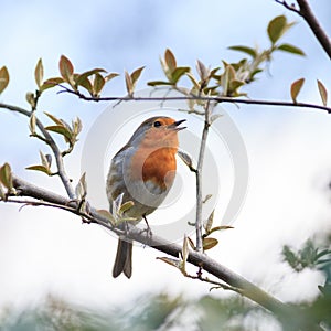 Robin (Erithacus rubecula).Wild bird in a natural habitat.