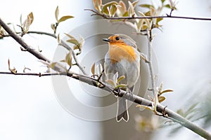 Robin (Erithacus rubecula).Wild bird in a natural habitat.