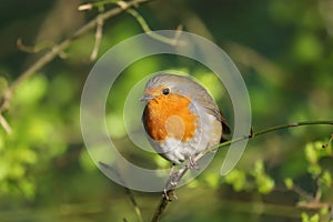 Robin Erithacus rubecula perched on a branch photo