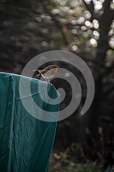 Robin. The European Robin (Erithacus rubecula), most commonly known as the Robin