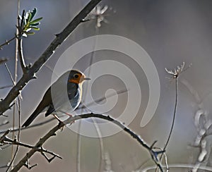 a robin in a fabulous setting, Erithacus rubecula