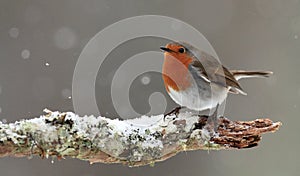 Robin in Falling Snow