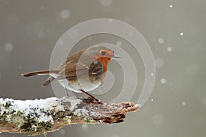 Robin in Falling Snow