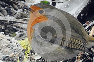 robin feasting on a ball of fat and seeds