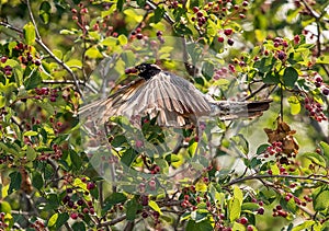 Robin feasting on sugar plums in summer