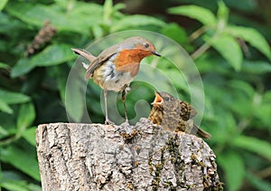 Robin feeding chick