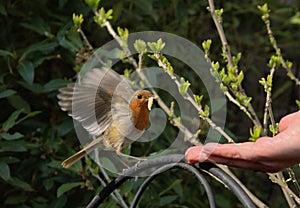 Robin feeding from a hand
