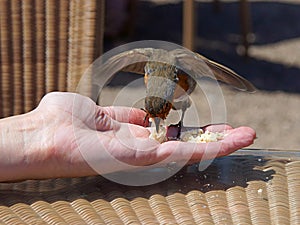Robin feeding on hand