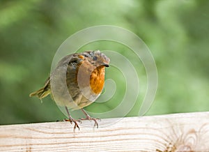 Robin on Fence, Head Tilted