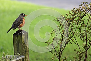 Robin on Fence Post