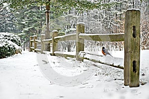 Robin on fence in winter