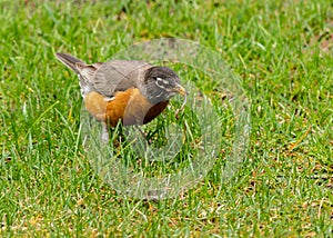 A Robin finds a worm for food