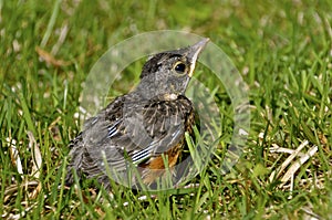 Robin fledging on the ground