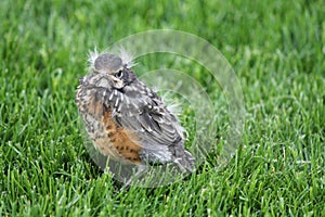 Robin Fledgling