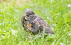 Robin fledgling in green grass