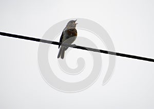 Robin Fledgling singing on a wire on a grey and dull day