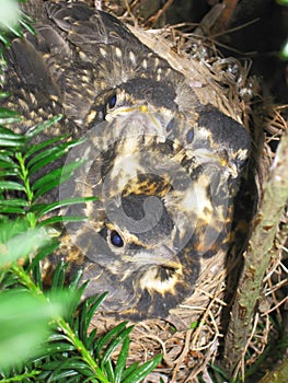 Robin fledglings in nest