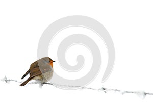 Robin on frozen barbed wire