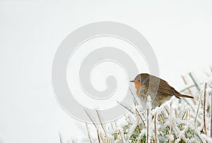 Robin in frozen grass