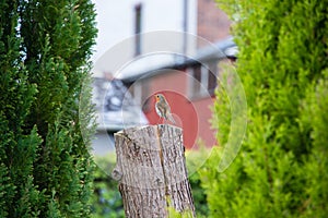 Robin in garden