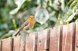 Robin on a garden fence .