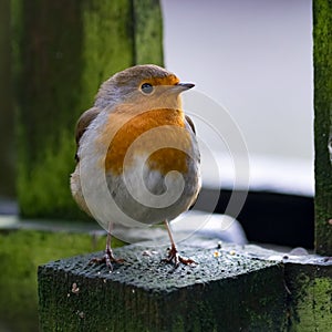 Robin in garden