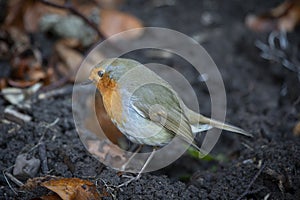 Robin in a garden in November