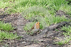 Robin on the grass in wetlands