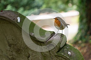 Robin on a gravestone