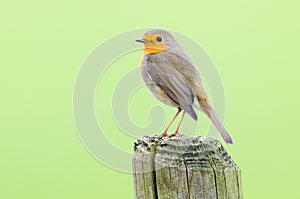 Robin with green backdrop