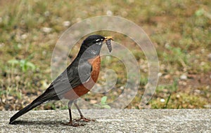 Robin with Grub