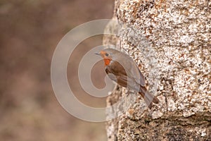 Robin Hanging on to the Side of a Wall