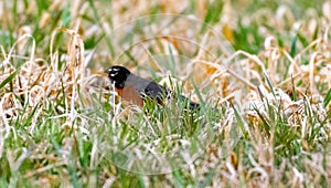 Robin hiding in grass