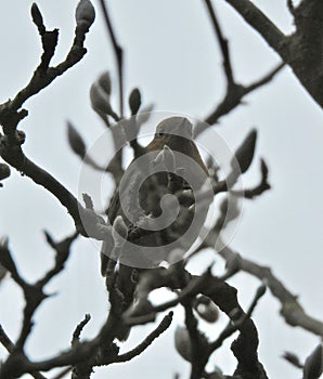 Robin hiding in a tree