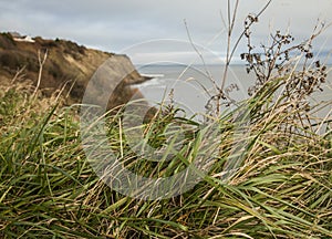 Robin Hood`s Bay - the shore and the grass.