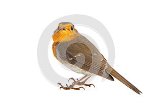 Robin isolated on a white background. European robin Erithacus rubecula