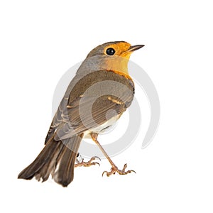 Robin isolated on a white background. European robin Erithacus rubecula